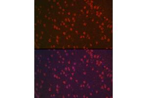 Immunofluorescence analysis of mouse brain using [KO Validated] NeuN Rabbit pAb (ABIN3021158, ABIN3021159, ABIN1513254, ABIN1514400 and ABIN6214040) at dilution of 1:100 (40x lens). (NeuN antibody  (AA 1-220))