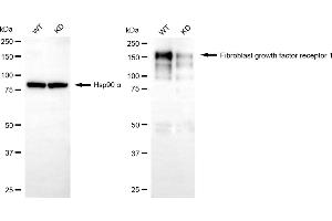 anti-Fibroblast Growth Factor Receptor 1 (FGFR1) antibody