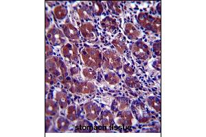 GOPC Antibody (C-term) (ABIN657393 and ABIN2846434) immunohistochemistry analysis in formalin fixed and paraffin embedded human stomach tissue followed by peroxidase conjugation of the secondary antibody and DAB staining. (GOPC antibody  (C-Term))