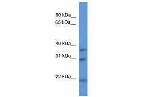 Western Blot showing Necap1 antibody used at a concentration of 1-2 ug/ml to detect its target protein. (NECAP1 antibody  (N-Term))