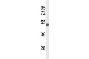 FOXG1 antibody  (AA 225-252)