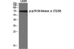 Western Blot (WB) analysis of specific cells using Phospho-p70 S6 kinase alpha (T229) Polyclonal Antibody. (RPS6KB1 antibody  (pThr229))
