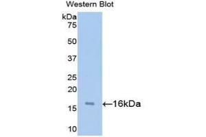 Western Blotting (WB) image for anti-Synuclein, alpha (SNCA) (AA 1-140) antibody (ABIN1078556) (SNCA antibody  (AA 1-140))