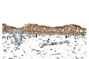 RBPMS antibody was used for immunohistochemistry at a concentration of 4-8 ug/ml to stain Squamous epithelial cells (arrows) in Human Skin. (RBPMS antibody  (N-Term))