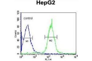 Flow cytometric analysis of HepG2 cells (right histogram) compared to a negative control cell (left histogram) using PLA2G6  Antibody , followed by FITC-conjugated goat-anti-rabbit secondary antibodies. (PLA2G6 antibody  (Middle Region))