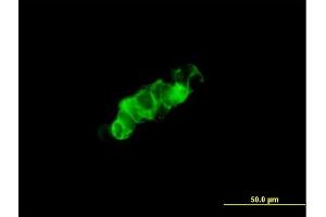 Immunofluorescence of purified MaxPab antibody to GPRC5C on 293 cell. (GPRC5C antibody  (AA 1-453))