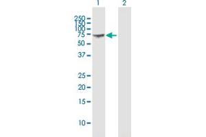 Western Blot analysis of GBP1 expression in transfected 293T cell line by GBP1 MaxPab polyclonal antibody. (GBP1 antibody  (AA 1-592))