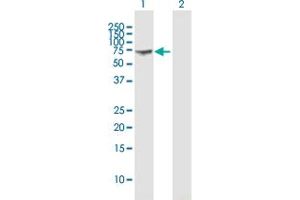 GBP1 antibody  (AA 1-592)