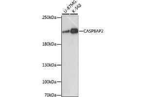 FLASH antibody  (AA 1733-1982)