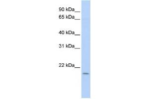Western Blotting (WB) image for anti-Polymerase (DNA Directed), epsilon 3 (p17 Subunit) (POLE3) antibody (ABIN2460013) (POLE3 antibody)