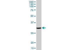 DHRS9 MaxPab polyclonal antibody. (DHRS9 antibody  (AA 1-319))