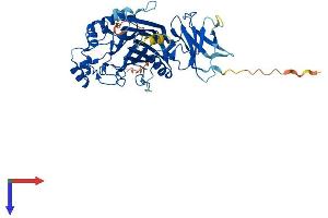 INPP5K Protein (AA 1-468) (His tag)