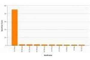 Histone H3K4me1 antibody (rAb) specificity tested by peptide array analysis. (Recombinant Histone 3 antibody  (H3K4me))