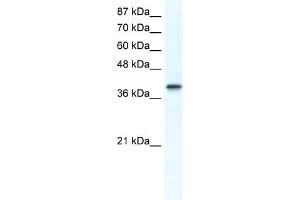 WB Suggested Anti-TCFAP4 Antibody Titration:  1.