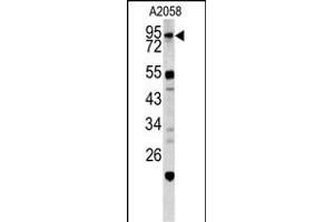 Western blot analysis of CALD1 antibody (Center) (ABIN390542 and ABIN2840882) in  cell line lysates (35 μg/lane). (Caldesmon antibody  (AA 428-457))