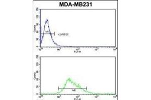 CYP21A2 Antibody (Center) (ABIN652409 and ABIN2842001) flow cytometric analysis of MDA-M cells (bottom histogram) compared to a negative control cell (top histogram). (CYP21A2 antibody  (AA 216-246))