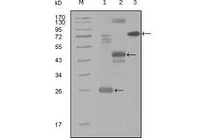 Western blot analysis using MAP4K4 mouse mAb against truncated Trx-MAP4K4 recombinant protein (1), MBP-MAP4K4 (aa300-400) recombinant protein (2) and MAP4K4(aa194-436)-hIgGFc transfected CH0-K1 cell lysate(3). (MAP4K4 antibody  (AA 400-500))