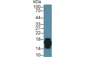 Western Blot; Sample: Mouse Small intestine lysate; Primary Ab: 1µg/ml Rabbit Anti-Mouse FABP2 Antibody Second Ab: 0. (FABP2 antibody  (AA 2-132))
