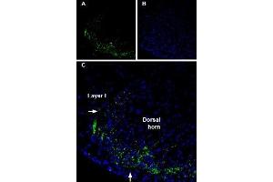 Expression of Connexin-36 in rat spinal cord - Immunohistochemical staining of Connexin-36 in rat spinal cord frozen sections using Anti-Connexin-36-ATTO Fluor-488 Antibody (ABIN7043206). (GJD2 antibody  (Intracellular) (Atto 488))