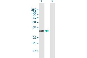 Western Blot analysis of FAM64A expression in transfected 293T cell line by FAM64A MaxPab polyclonal antibody. (Rcs1/Fam64a antibody  (AA 1-248))