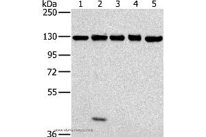 Western blot analysis of NIH/3T3, 231, hela, K562 and 293T cell, using MATR3 Polyclonal Antibody at dilution of 1:400 (MATR3 antibody)