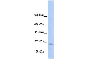 Western Blotting (WB) image for anti-Polymerase (RNA) I Polypeptide D, 16kDa (POLR1D) antibody (ABIN2459230) (POLR1D antibody)