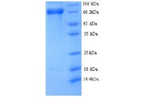 SDS-PAGE (SDS) image for DnaJ (Hsp40) Homolog, Subfamily C, Member 10 (DNAJC10) (AA 1-656), (full length) protein (His tag) (ABIN5713678)