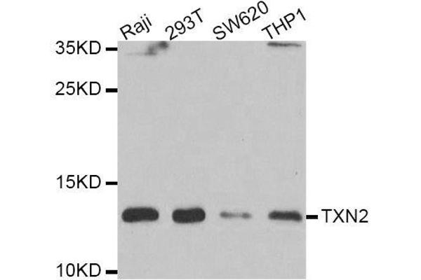 TXN2 antibody  (AA 1-166)