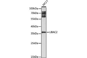 Western blot analysis of extracts of MCF7 cells, using UB antibody (ABIN7271120) at 1:1000 dilution. (UBAC2 antibody  (AA 220-310))