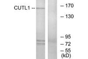 Western blot analysis of extracts from K562 cells, using CUTL1 Antibody. (CUX1 antibody  (AA 10-59))