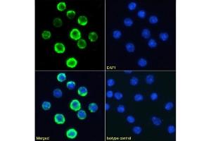 Immunofluorescence (IF) image for anti-Membrane-Spanning 4-Domains, Subfamily A, Member 1 (MS4A1) antibody (ABIN7072520)