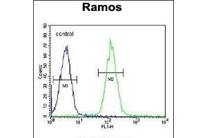 MG Antibody (C-term) (ABIN655333 and ABIN2844900) flow cytometric analysis of Ramos cells (right histogram) compared to a negative control cell (left histogram). (PRR22 antibody  (C-Term))