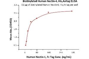 Immobilized Biotinylated Human Nectin-4, His,Avitag (ABIN6938938,ABIN6950980) at 1 μg/mL (100 μL/well) on Streptavidin  precoated (0. (PVRL4 Protein (AA 32-349) (His tag,AVI tag,Biotin))