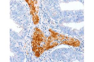 Immunohistochemistry (IHC) image for anti-Alkaline Sphingomyelinase (Alk-Smase) antibody (ABIN3016967) (ENPP7 antibody)