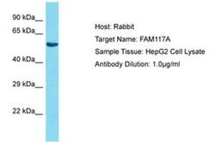 Image no. 1 for anti-Family with Sequence Similarity 117, Member A (FAM117A) (AA 327-376) antibody (ABIN6750562) (FAM117A antibody  (AA 327-376))