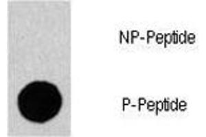 Dot blot analysis of phospho-Gab1 antibody. (GAB1 antibody  (pTyr659))
