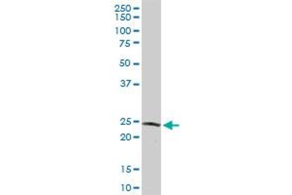 GSTZ1 antibody  (AA 1-216)