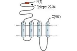 Representative domain view of the target of ABIN7043066.