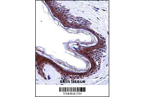 SMARCE1 Antibody immunohistochemistry analysis in formalin fixed and paraffin embedded human skin tissue followed by peroxidase conjugation of the secondary antibody and DAB staining. (SMARCE1 antibody  (C-Term))
