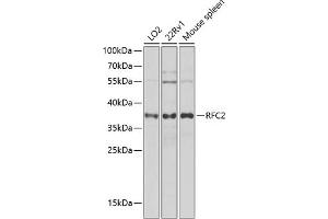 Western blot analysis of extracts of various cell lines, using RFC2 antibody (ABIN6132593, ABIN6146879, ABIN6146880 and ABIN6222577) at 1:1000 dilution. (RFC2 antibody  (AA 38-297))