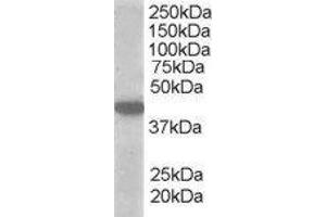 ABIN2559946 (1µg/ml) staining of A549 lysate (35µg protein in RIPA buffer). (SLC16A7 antibody  (C-Term))