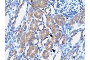 Image no. 1 for anti-POU Class 3 Homeobox 1 (POU3F1) (N-Term) antibody (ABIN202549) (POU3F1 antibody  (N-Term))