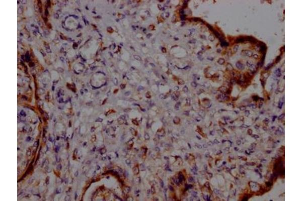 Recombinant PTGER2 antibody