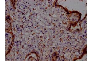 IHC image of ABIN7127782 diluted at 1:100 and staining in paraffin-embedded human placenta tissue performed on a Leica BondTM system. (Recombinant PTGER2 antibody)
