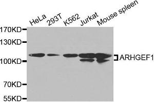 Western blot analysis of extracts of various cell lines, using ARHGEF1 antibody. (ARHGEF1 antibody  (AA 783-912))