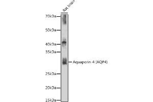 Western blot analysis of extracts of Rat brain, using Aquaporin-4 (Aquaporin-4 ) antibody (ABIN7265653) at 1:500 dilution. (Aquaporin 4 antibody)