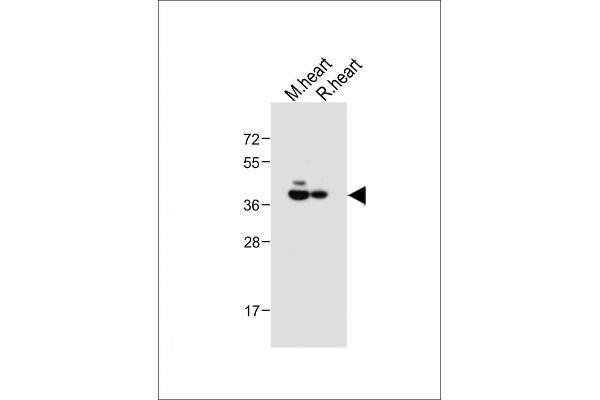 LPAR6 antibody  (AA 106-134)