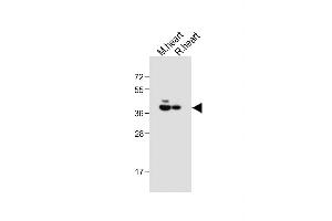 All lanes : Anti-LR6 Antibody (Center) at 1:1000 dilution Lane 1: Mouse heart tissue lysate Lane 2: Rat heart tissue lysate Lysates/proteins at 20 μg per lane.