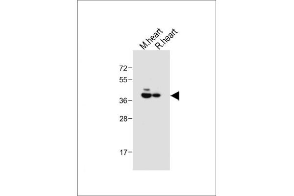 LPAR6 抗体  (AA 106-134)