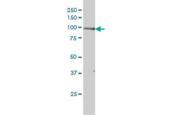 PKD2 antibody  (AA 1-110)